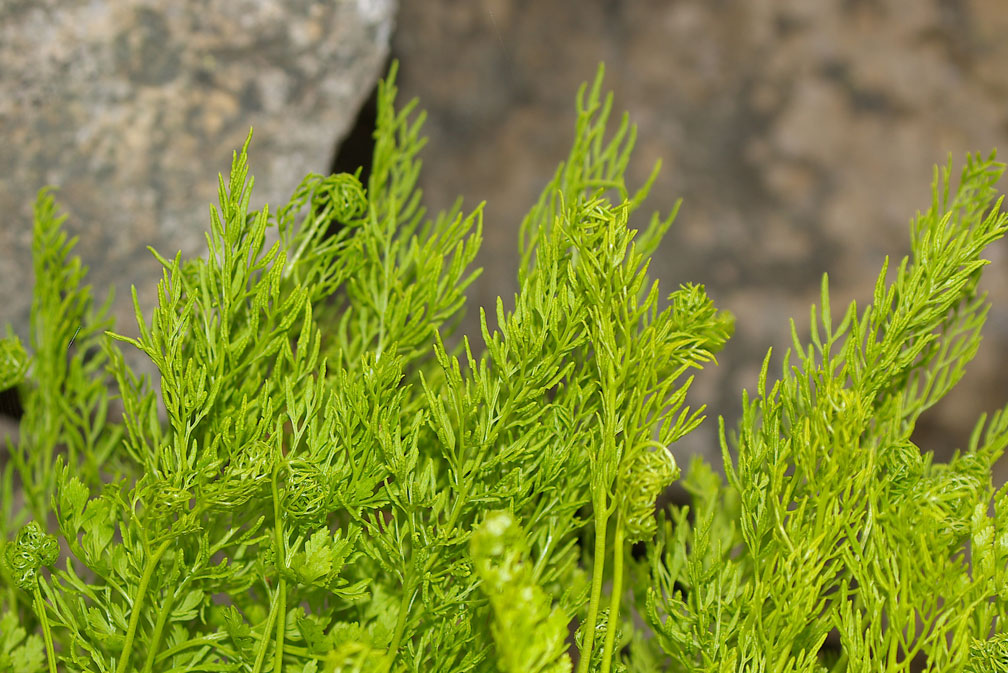 Cryptogramma crispa / Felcetta crespa